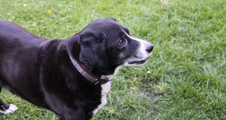 While My Sisters Fought for Grandma’s House, All I Took Was Her Old Dog — I Was Speechless When I Scanned the QR Code on His Collar
